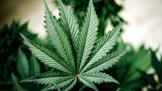 Virginia 1st Southern State to Legalize Weed